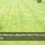 How to Maintain a Beautiful Yard if You Live in the City