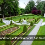 Pros and Cons of Planting Bonita Ash Trees