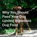 Why You Should Feed Your Dog Limited Ingredient Dog Food