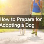 how to prepare for adopting a dog