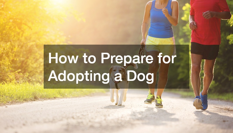 How to Prepare for Adopting a Dog