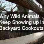 Why Wild Animals Keep Showing up in Backyard Cookouts